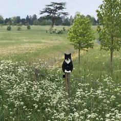 a black and white cat sitting on top of a wooden post in a grassy field