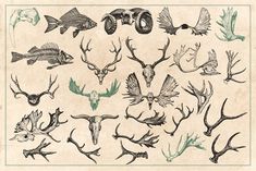 an image of deer heads and antlers with different types of animals on them'backs