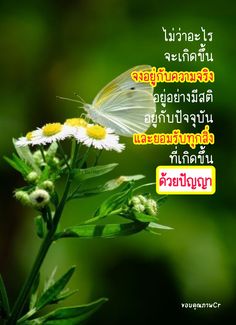 a white butterfly sitting on top of a flower next to a green background with words written in thai