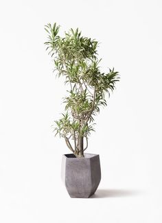 a potted plant is shown on a white background