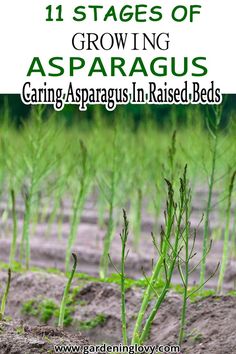 11 stages of growing and caring for asparagus Companion Planting Vegetables, Garden Remedies, Gardening Techniques, Edible Landscaping