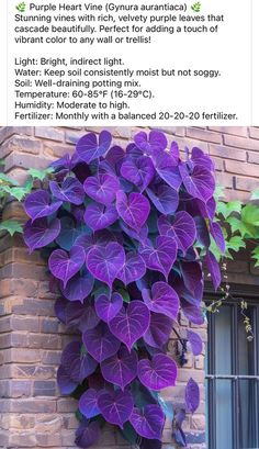 purple flowers growing on the side of a brick building with text describing how to use it