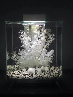 an aquarium with rocks and plants in it