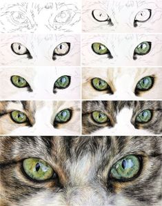 the steps to draw an animal's eyes with colored pencils