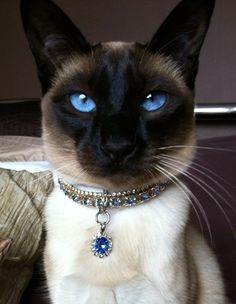 a siamese cat with blue eyes sitting on a couch