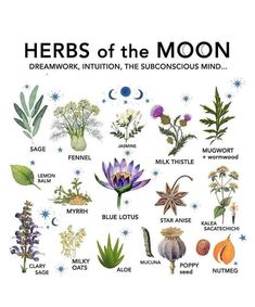 Magickal Herbs, Witch Herbs, Cottage Witch, Green Witchcraft, Witch Garden, Magic Herbs, Wiccan Witch, Magical Herbs