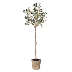 an olive tree in a pot on a white background