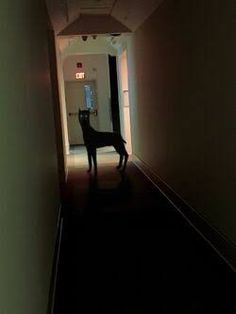 a dog is standing in the middle of a hallway with light coming from behind it