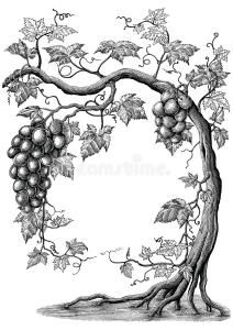 grapes growing on the vine with leaves around it, vintage line drawing or engraving illustration