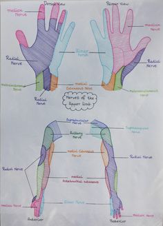 the diagram shows different types of hands