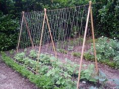 an outdoor garden with many plants growing in the ground and vines hanging from it's sides