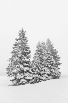 two snow covered trees in the middle of a snowy field