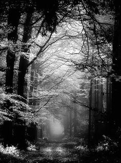 a black and white photo of a path in the middle of a forest with tall trees