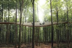 people are riding bikes in the middle of a forest on a wooden platform that is suspended over trees