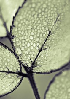 a leaf with water drops on it is shown in black and white, as well as the background