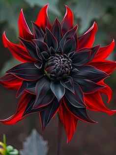 a large red and black flower with green leaves in the backgrounnds