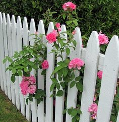 a white picket fence with pink flowers growing on it