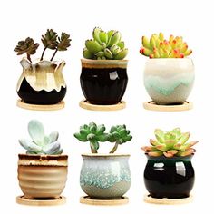 there are many different types of succulents in the pots