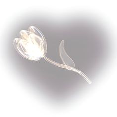 a white flower with long stems on a gray background