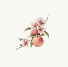 peaches with leaves and flowers on a white background