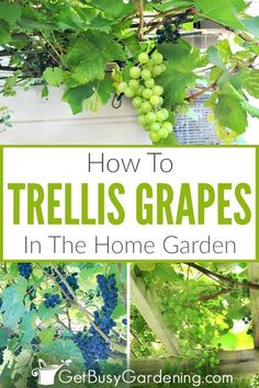 grapes growing in the garden with text overlay that reads how to trellis grapes in the home garden