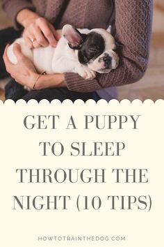 teach puppy to sleep through the night Dog Minding, Easiest Dogs To Train, Sleeping Puppies, Dog Brain, Puppy Training Tips, Best Dog Training, Getting A Puppy, Aggressive Dog, Blue Merle