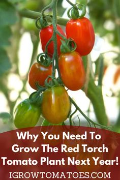 Unlike the typical round red tomato, Red Torch tomatoes ripen to vibrant red skins with streaks of golden yellow! Take a look at this article to learn how to grow them yourself! Potted Tomato Plants, Tomato Worms, Tomato Companion Plants, Tomatoes Growing, Potato Gardening, Growing Tomato Plants, Types Of Tomatoes, Bucket Gardening, Tomato Plant