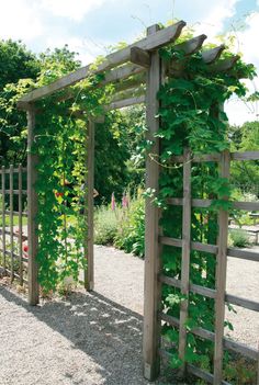 a wooden trellis with vines growing over it