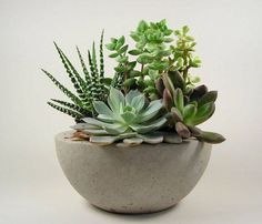 there is a small potted plant in the shape of a bowl with succulents