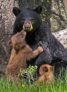 two black bears are playing with each other in the grass near a tree and large rocks