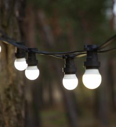 some lights are hanging from a tree in the woods