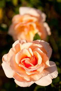 two peach colored roses blooming in the sun