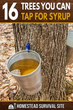 two metal buckets with liquid in them next to a tree and text that reads 16 trees you can tap for syrup