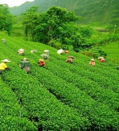 many people are working in the green tea fields with umbrellas and hats on their heads