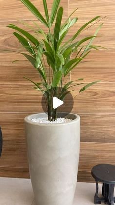 a potted plant sitting on top of a table