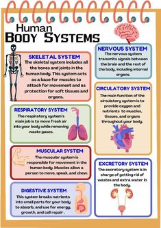 the human body systems poster is shown