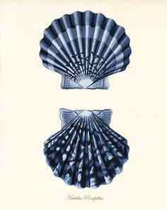 two seashells are shown in blue and white ink on a beige paper background