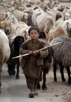 a young boy is leading a herd of sheep down the road with a stick in his hand