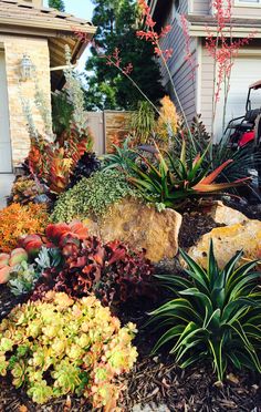 some plants and rocks in front of a house