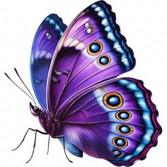 a purple butterfly with blue and yellow wings