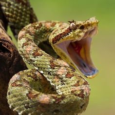 a large snake with its mouth open and it's tongue out, on a tree branch