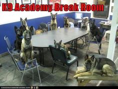 a group of dogs sitting around a table with chairs in front of them and the caption k9 academy break room