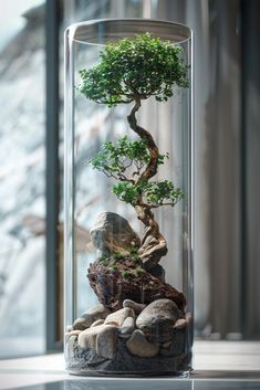 a bonsai tree in a glass container with rocks