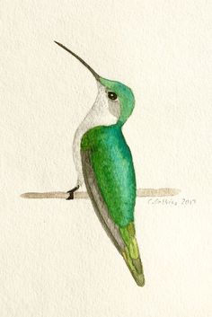 a watercolor painting of a hummingbird sitting on a branch