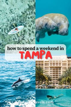 the words how to spend a weekend in tampa with pictures of dolphins and hotels around the world