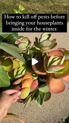 a person holding a plant with the words how to kill off pests before bringing your houseplants inside for the winter