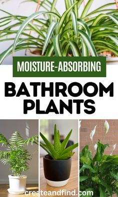 Collage of air purifying and moisture absorbing bathroom plants for high-humidity. Inside House Plants, Best Bathroom Plants, Indoor Plants Low Light, Air Purifying House Plants, Household Plants, Plant Care Houseplant, Inside Plants, Growing Plants Indoors, Best Indoor Plants