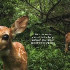 two deers in the woods with a quote about being able to protect them from predators