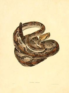 an illustration of a snake curled up on its back