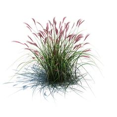 some pink flowers and grass on a white background